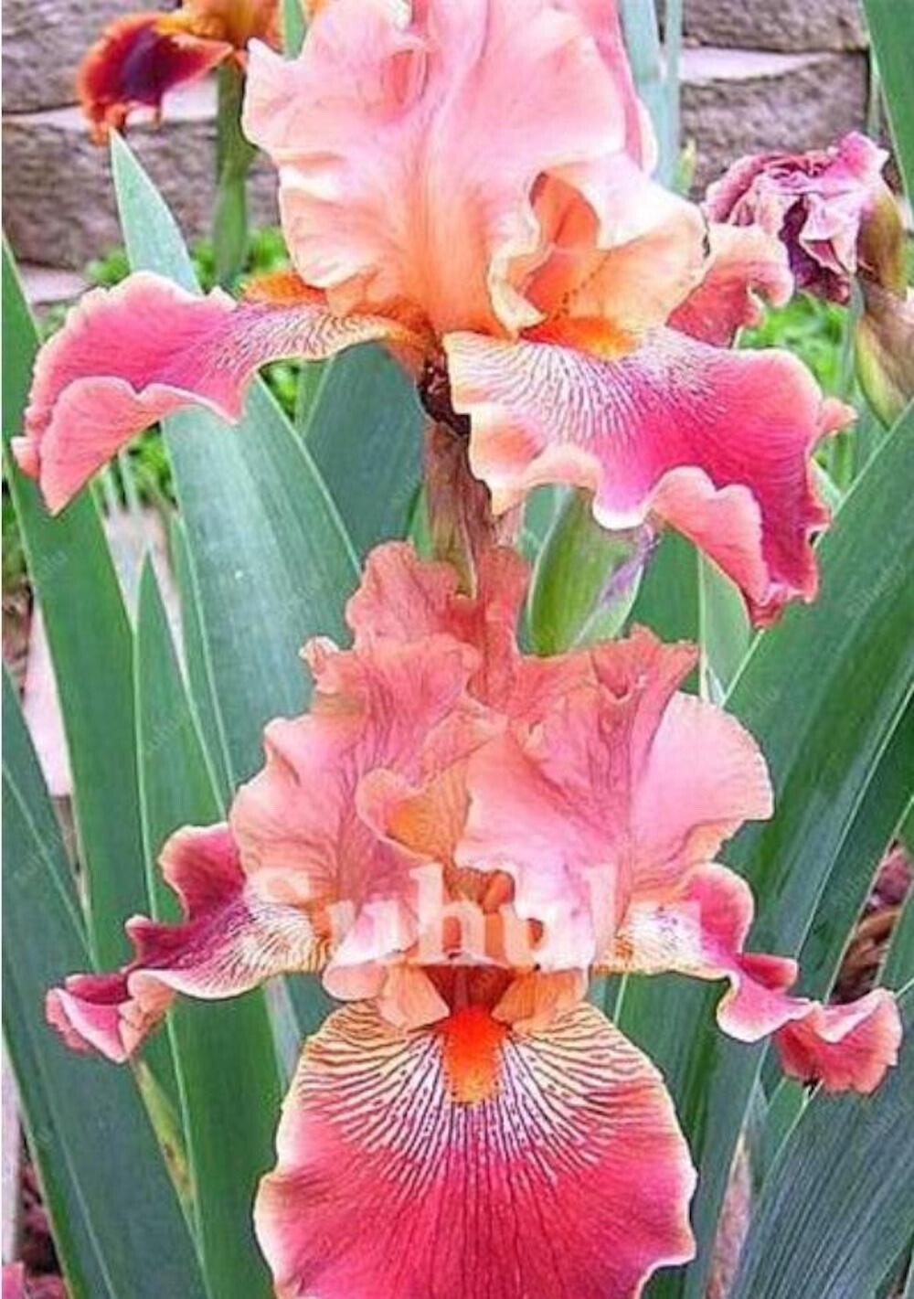 20 SEEDS for Dark Pink IRIS rare flower exotic bloom garden plant USA Seller