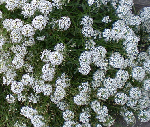 ALYSSUM TINY TIM Lobularia Maritima – 1,200 Bulk Seeds