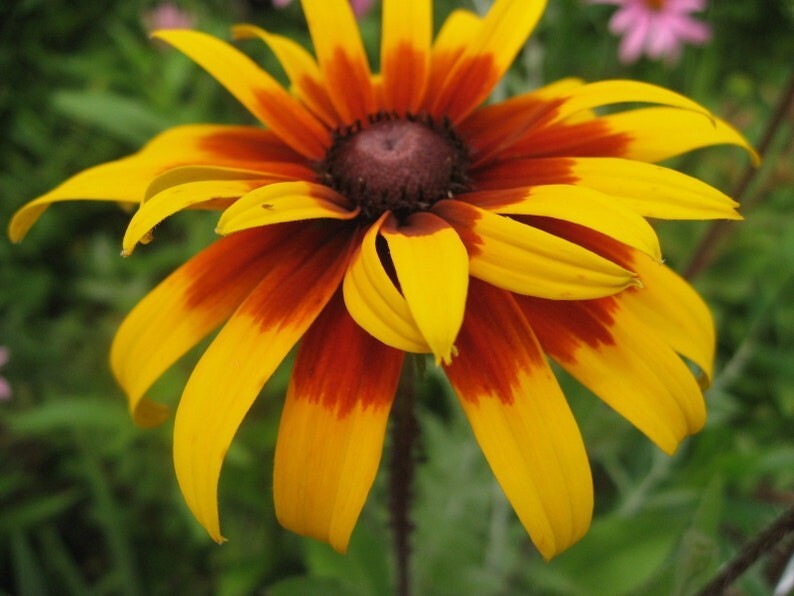 100 Seeds| Gloriosa Daisy Seeds #N005