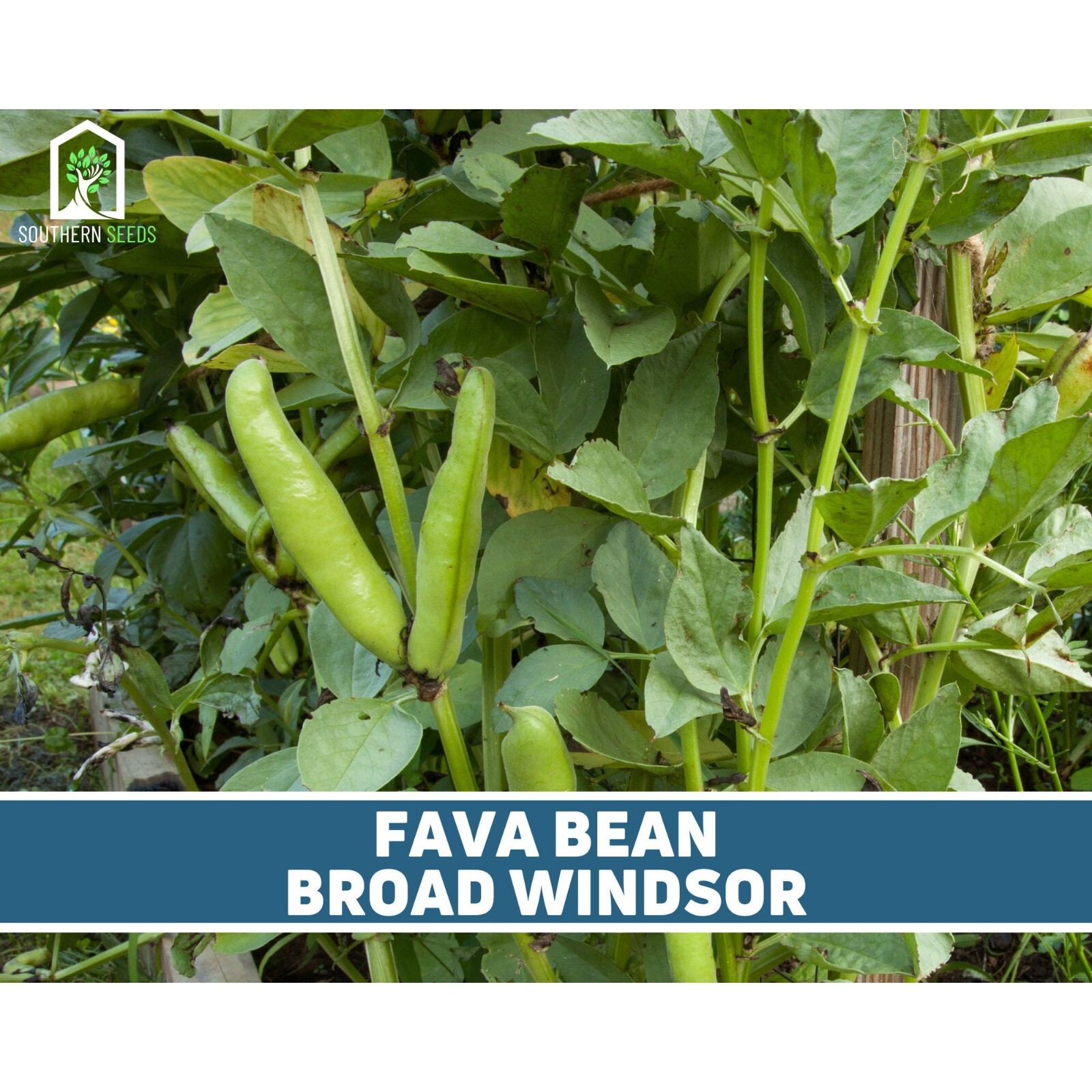 Bean, Fava Broad Windsor – 10 Seeds, Heirloom Vegetable (Vicia faba)