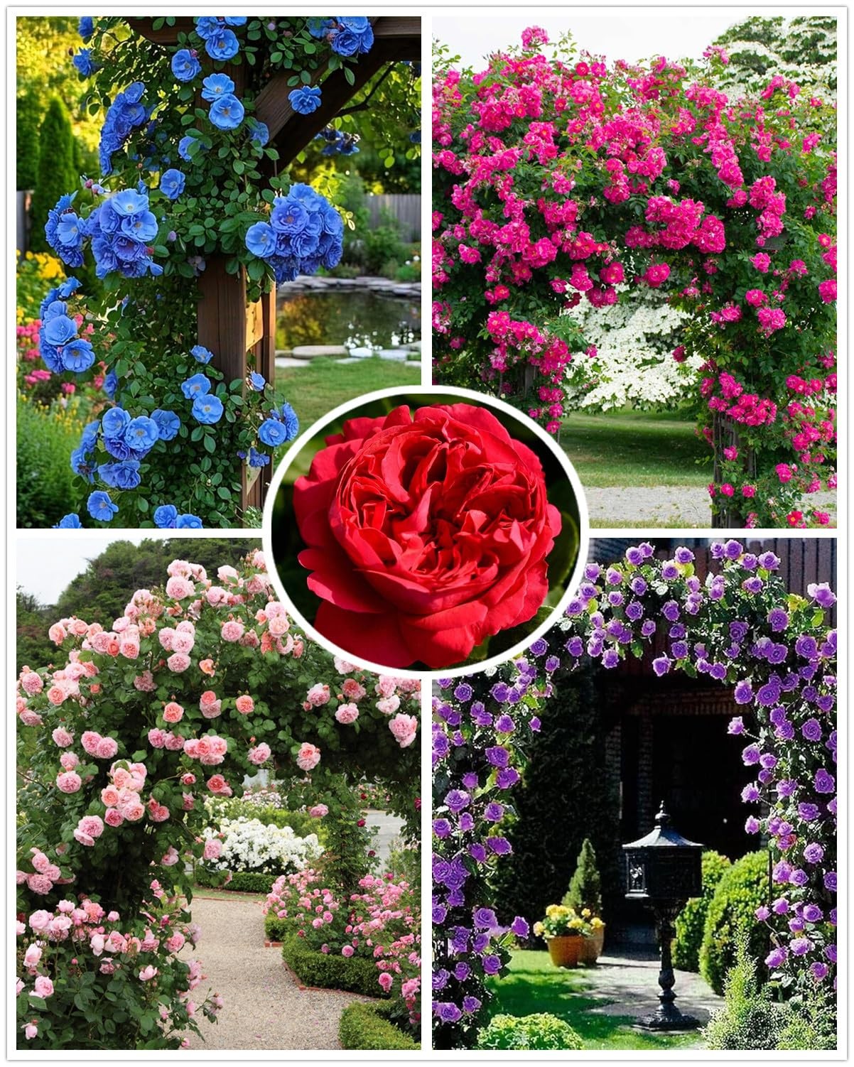 100+ Mix Climbing Rose Seeds for Planting Outdoors Ornamental Climbing Flower…