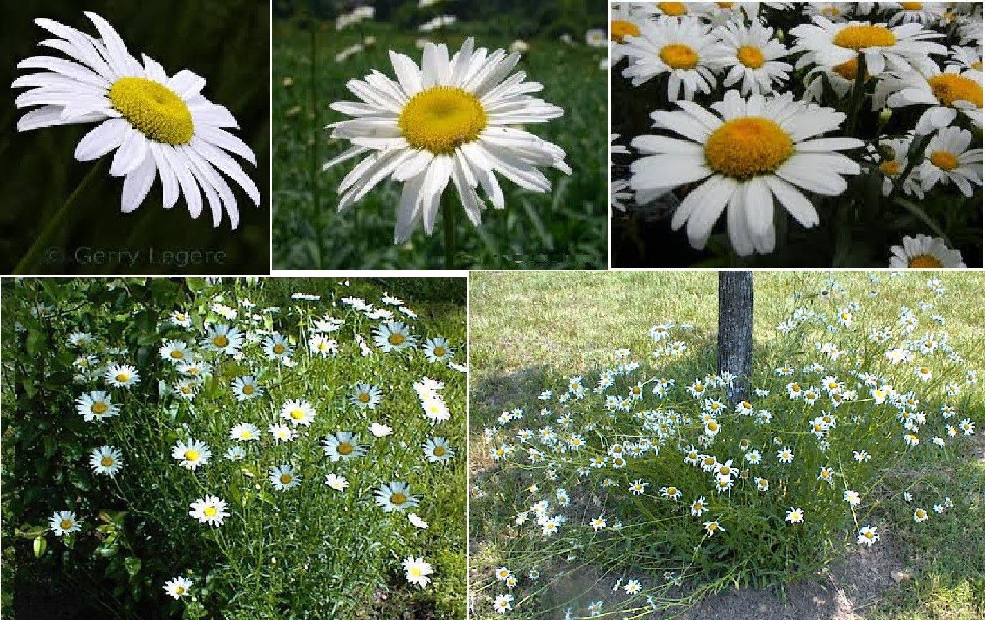 LOTS OF VARIETY OF 8 DIFFERENT KINDS OF FLOWER SEEDS GREAT DEAL! #020 USA Seller