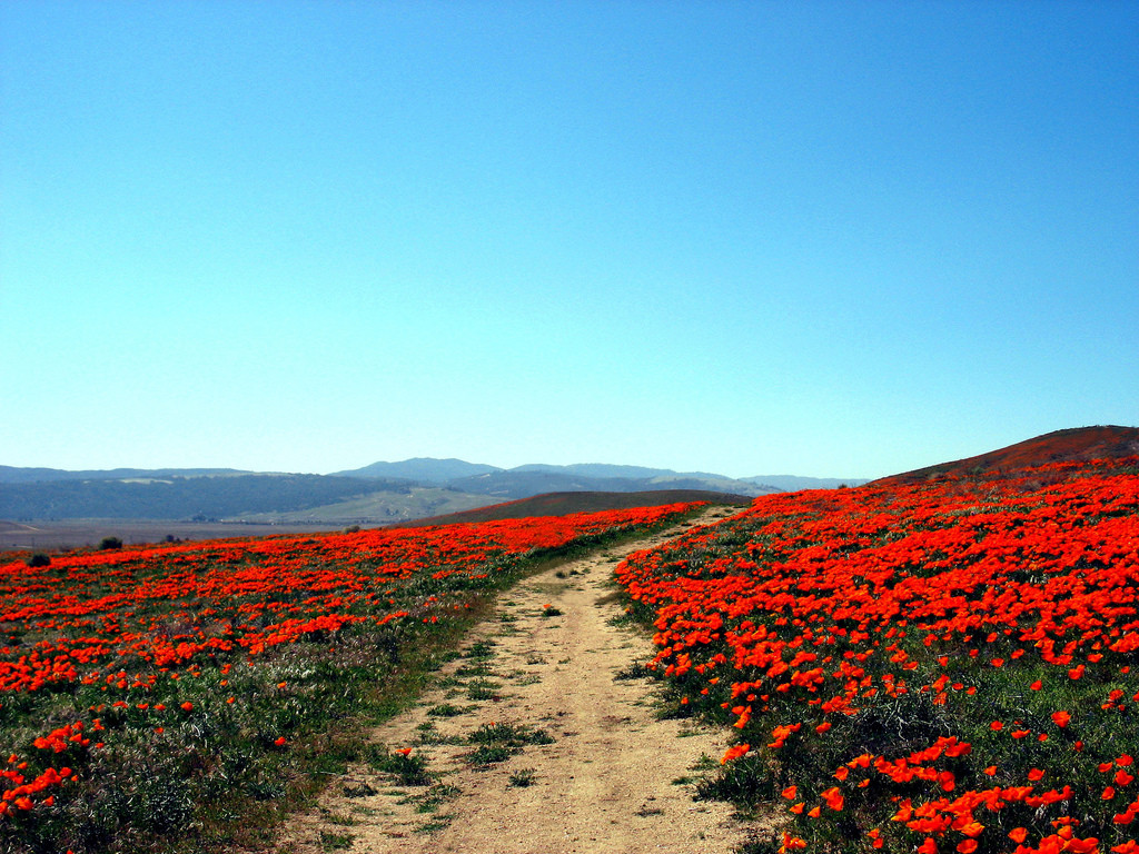 1500 MIKADO POPPY Red Orange California Flower Eschscholzia Californica Seeds