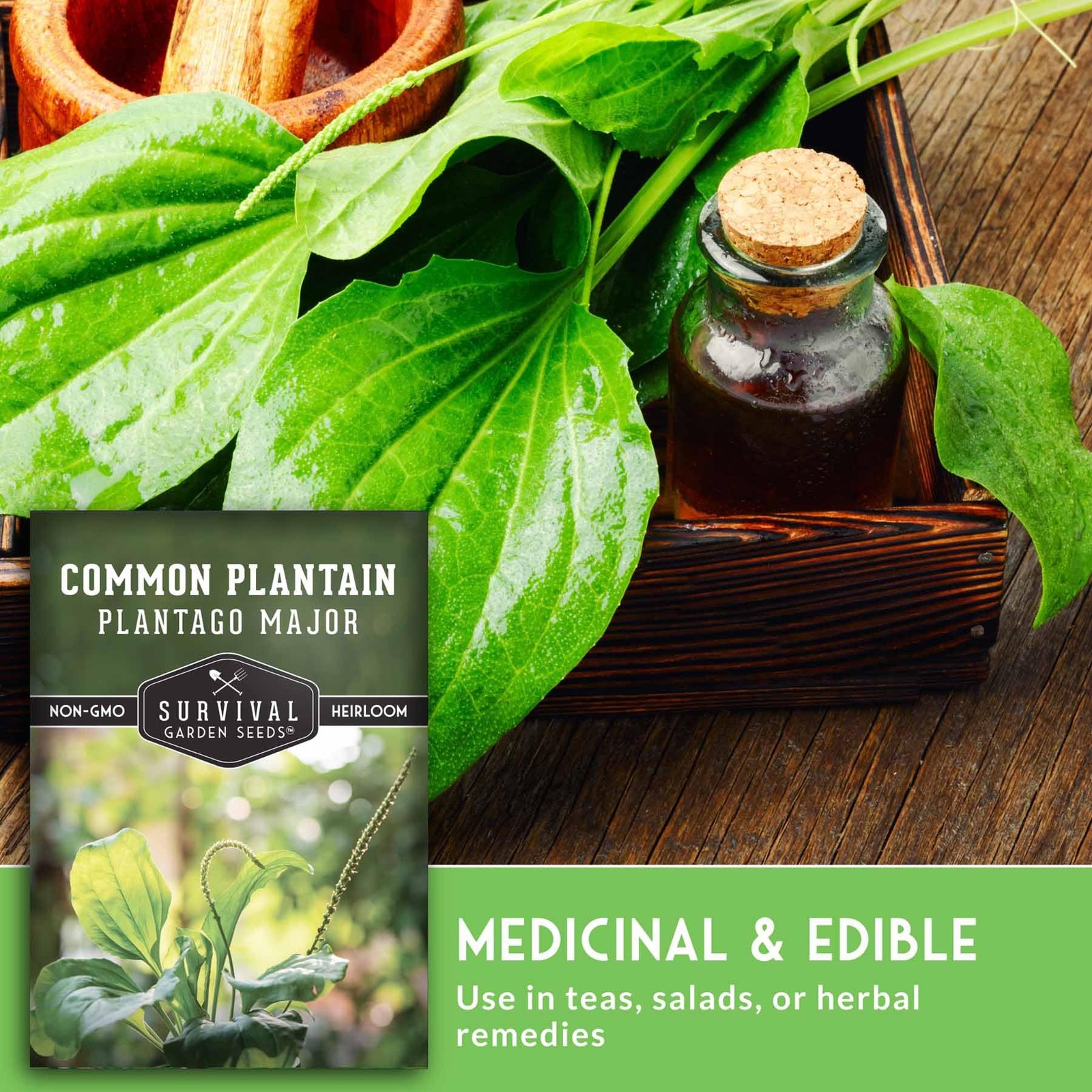 Plantain Seeds Common Plantago Major Edible Herb for Survival Garden 5 Pack