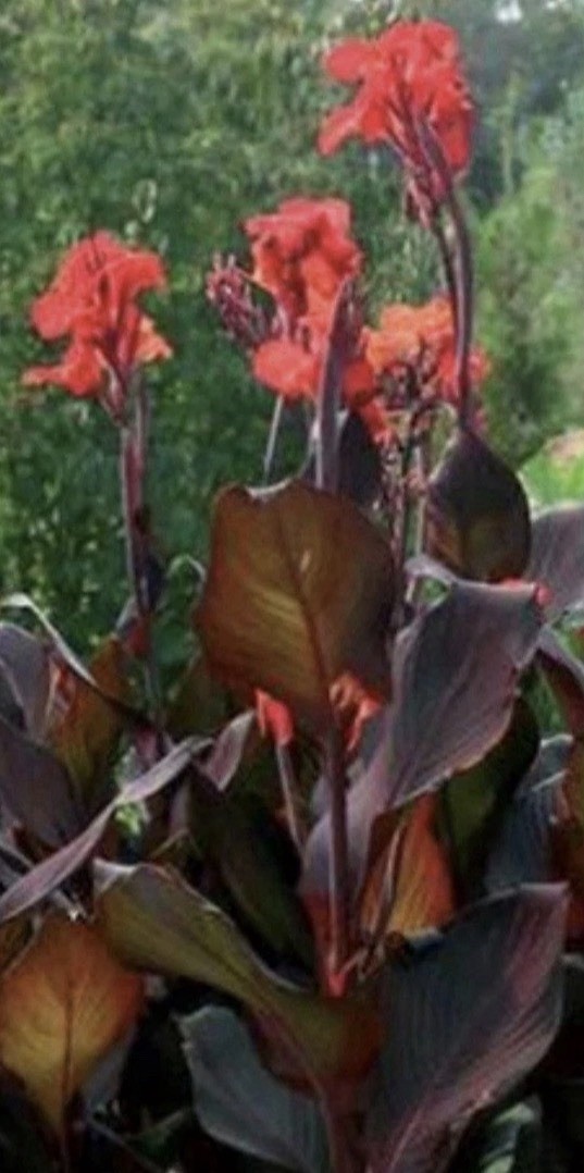 Canna Lily & Elephant Ear Bulbs Large 6 Pk Red Flowers Purple Leaves Tropical