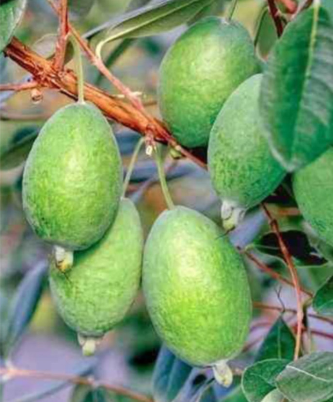 Set 2 Pineapple Guava Live Plant – 4-6″Tall – Edible Tropical Fruit & Ornamental