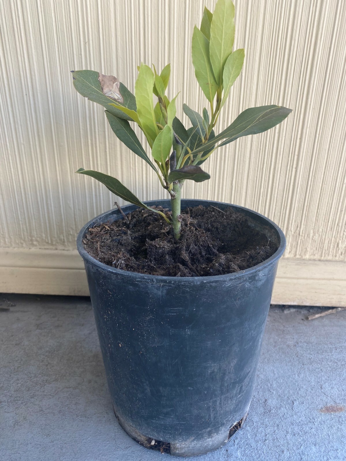 Bay Leaf Plant, Sweet Bay or Laurel