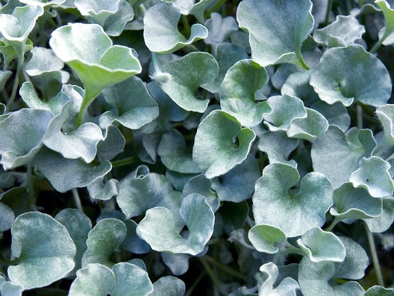 Dichondra Seeds Silver Falls Ground Cover Seeds 25 Seeds