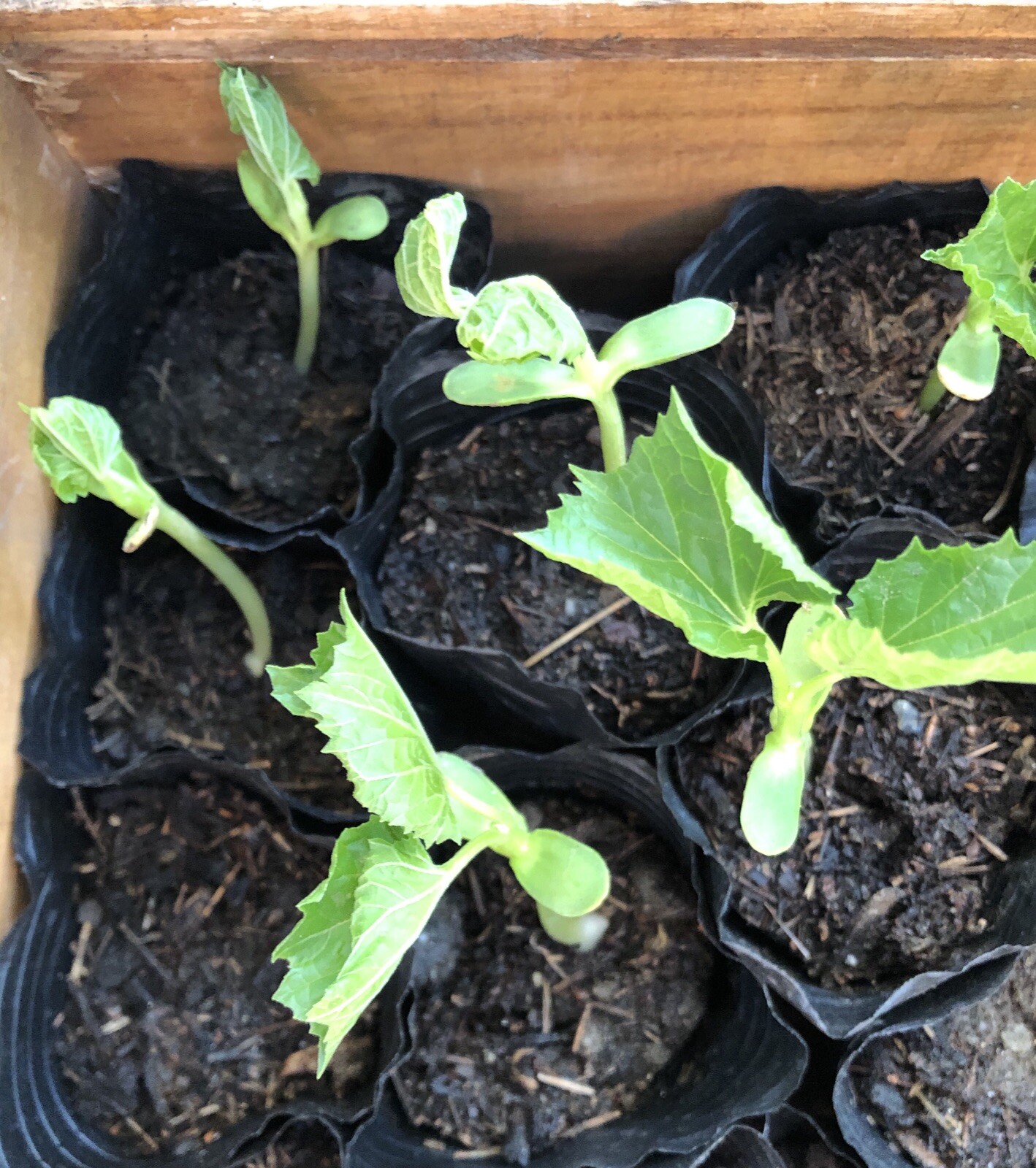 20 Pcs BitterMelon Seeds Fresh Harvested Ready To Plant U.S. Seller
