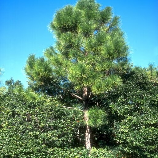 Slash Pine Tree | Premium Seeds | Pinus elliottii | Plants’®