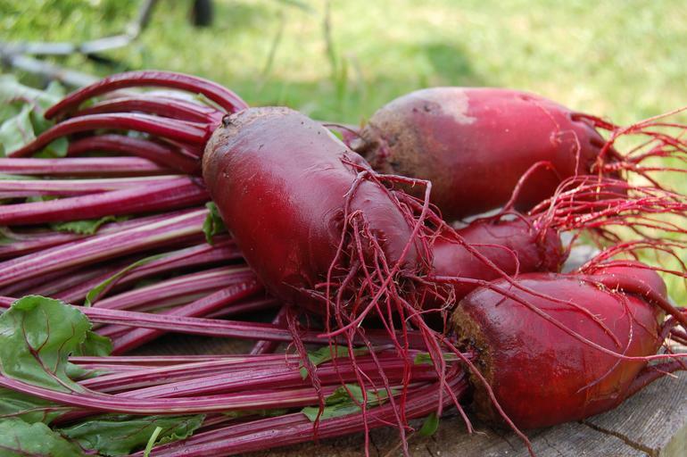 100 Red Mammoth Fodder Beet Seeds- HUGE – Up to 20lb per Heirloom Beet!
