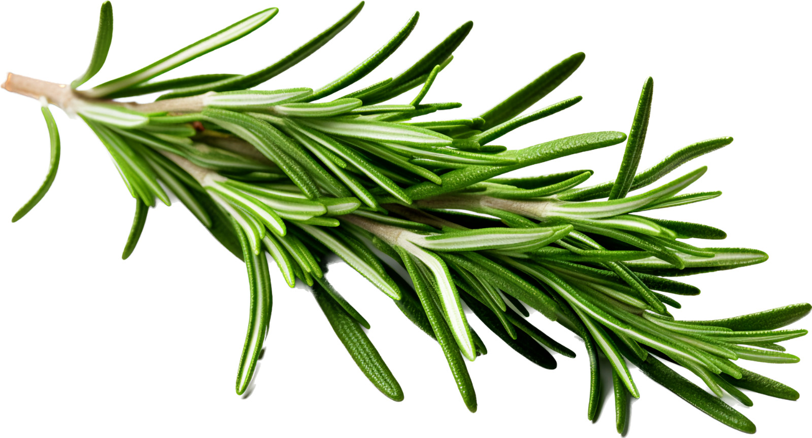 Rosemary Seeds Culinary Herb Perennial Shrub Non-GMO. Heirloom | Mai’s Family