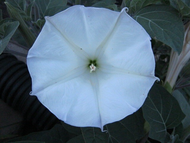 Datura, 150 Seeds, Trumpet Flower, Angel Trumpet, Moon Flower, Sacred Datura