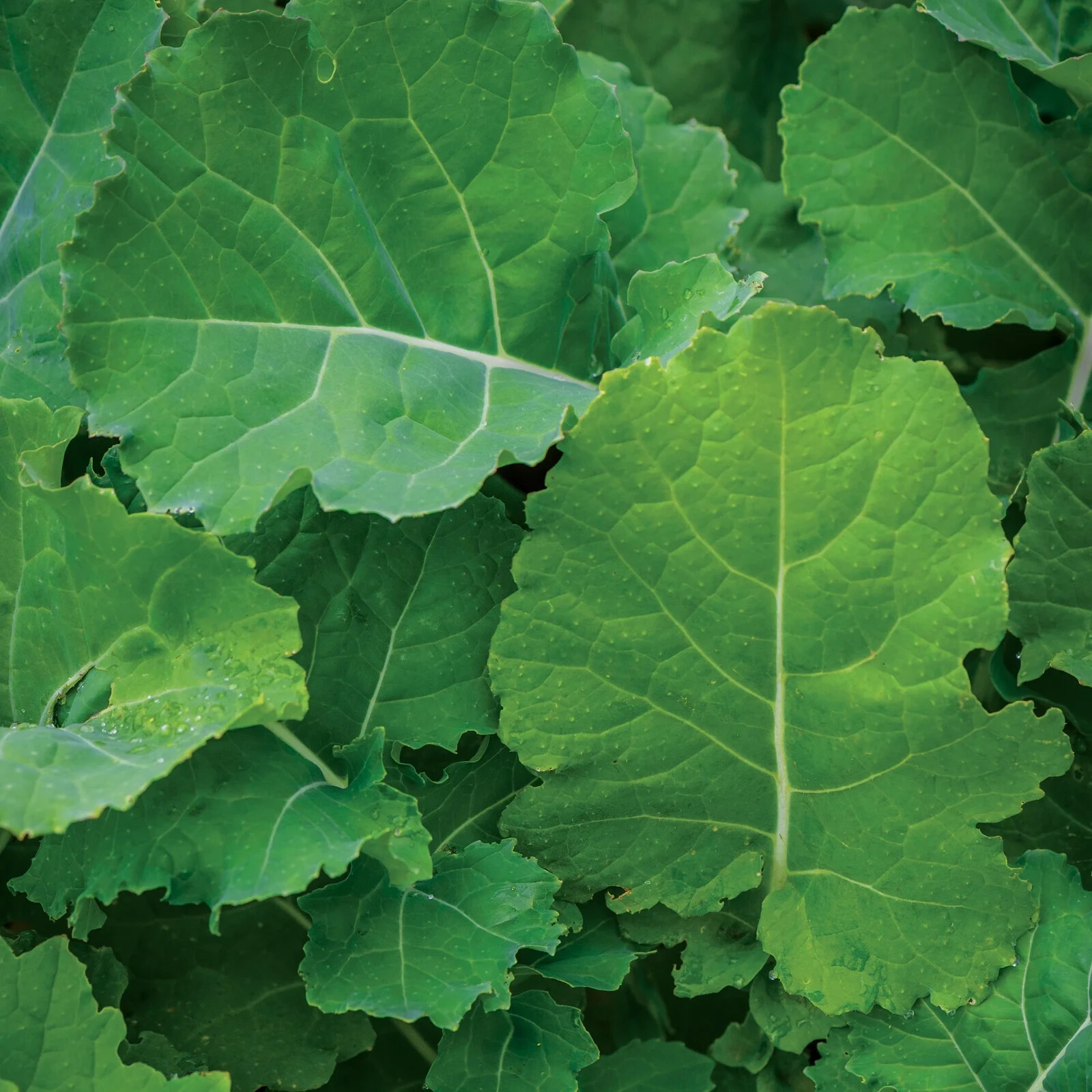 Burpee USDA Organic Premier Kale Vegetable Seeds Full Sun Seed Packet Deep Green