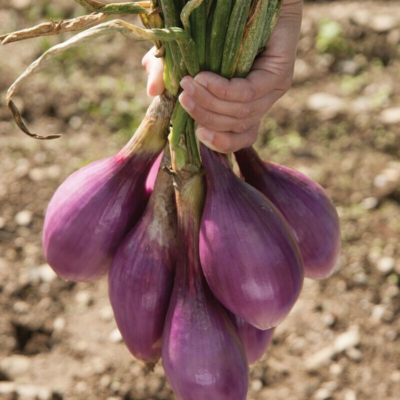 600 Red Long of Tropea Onion Seeds Non-GMO Gourmet Heirloom Free Shipping