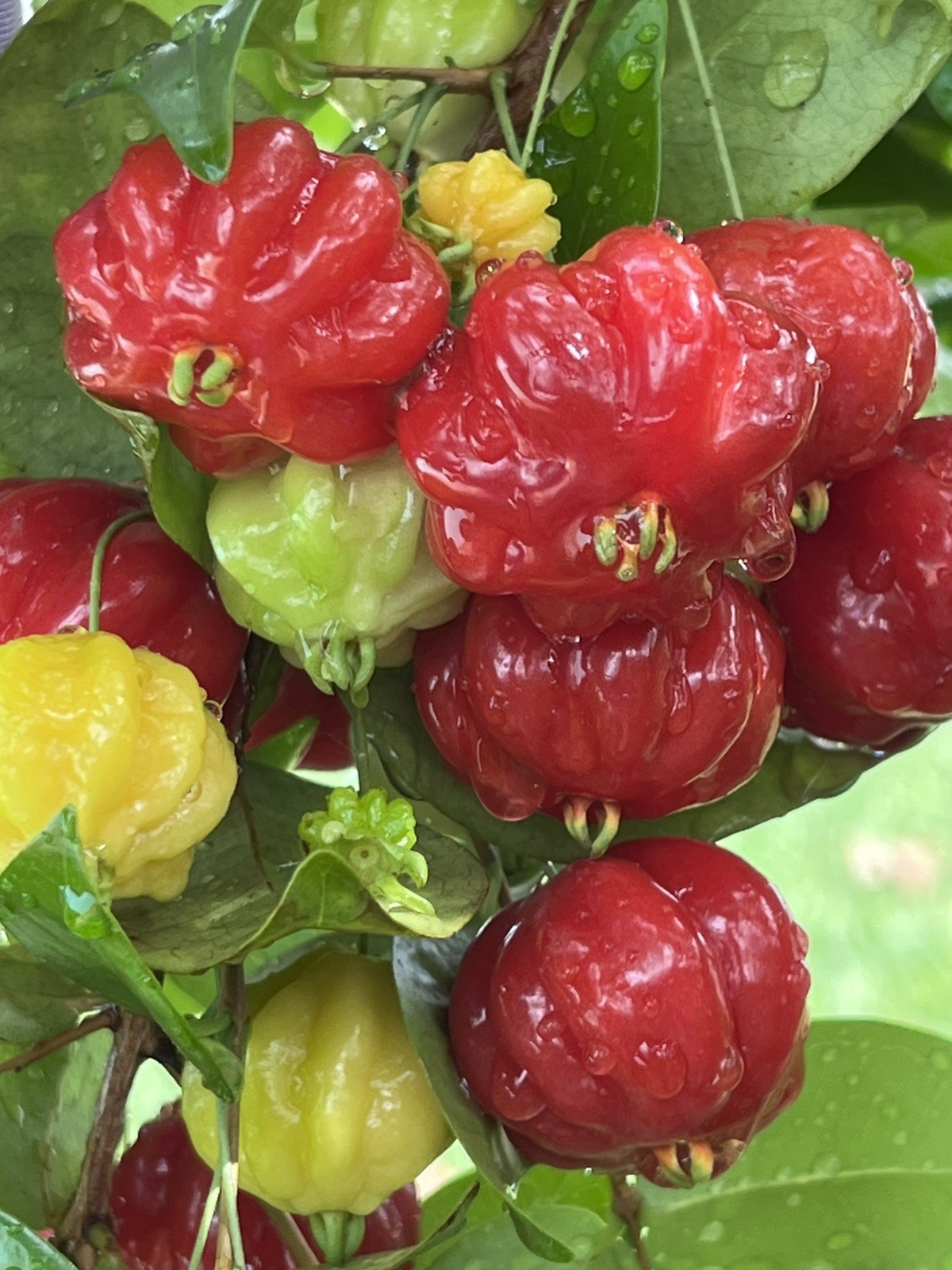20 FRESH BLACK SURINAM CHERRY SEEDS – UNIFLORA – BEST SELLER!