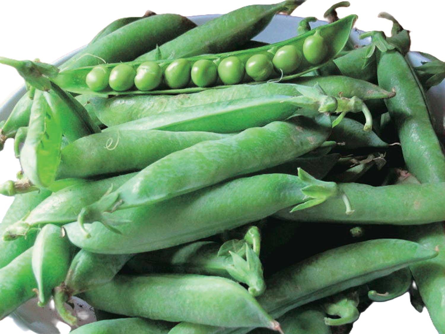 Mr Big Garden Treated Pea Seeds. FREE SHIPPING!