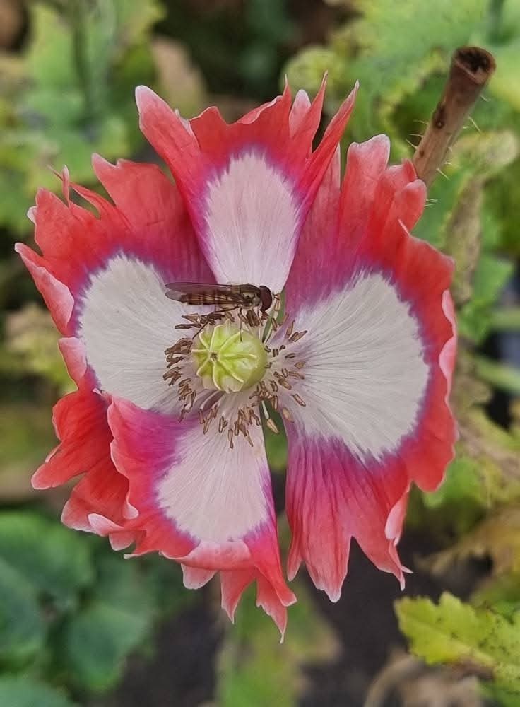 500+ COLD STRATIFIED Poppy Seeds RARE Somniferum blooms DECORATIVE Pods Non-GMO