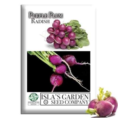 Purple Plum Radish Seeds (Raphanus sativus) – 150+ Heirloom Non-GMO Seeds by