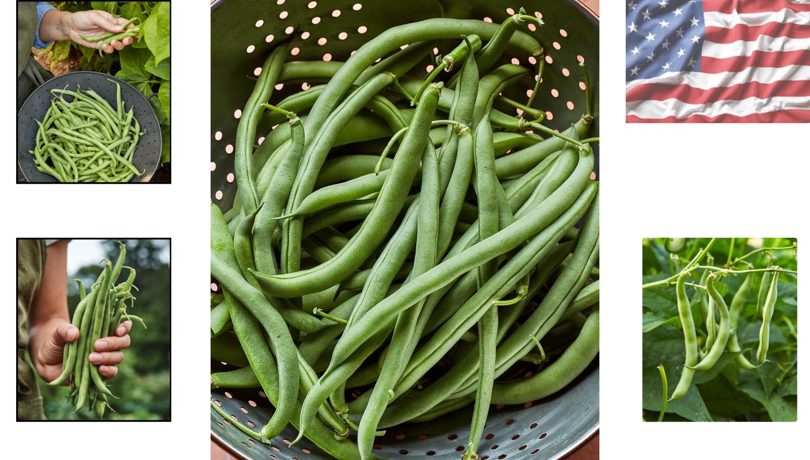 Blue Lake 274 Organic Heirloom Bush Bean Seeds – 8 Oz for Delicious Yields
