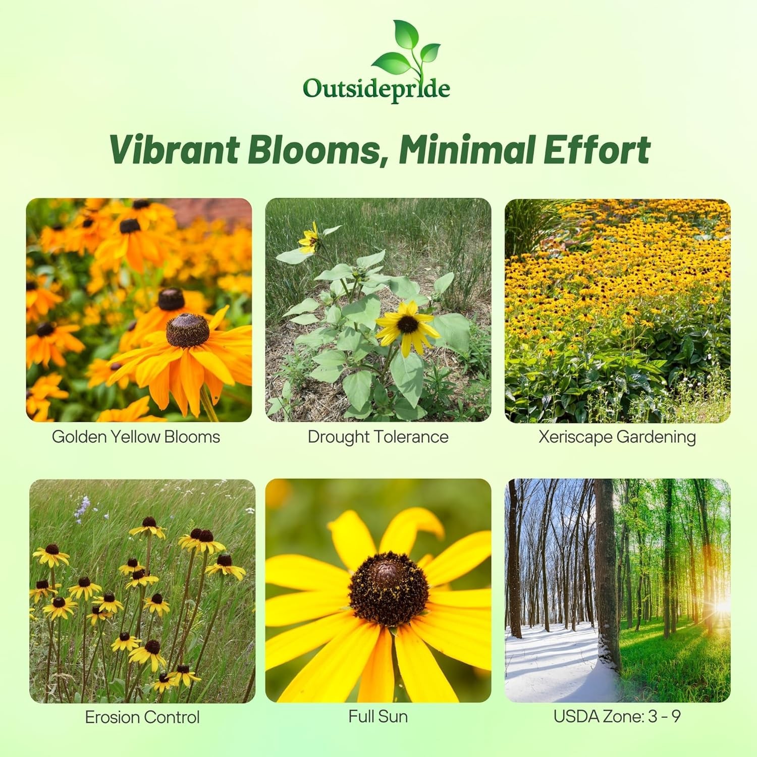 5000 Seeds Rudbeckia Hirta Drought Tolerant Black Eyed Susan Wildflower Seeds
