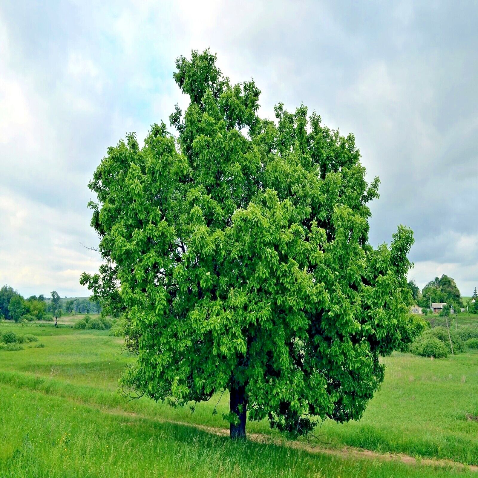 EUROPEAN PEAR TREE SEEDS (Pyrus Communis) Fast Hardy Fruit Flower Garden Plant