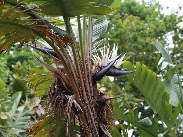 Strelitzia nicolai | Giant Bird of Paradise | 20 Seeds