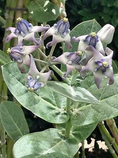 Calotropis gigantea Blue | Giant Milkweed | Crown Flower | 20_Seeds