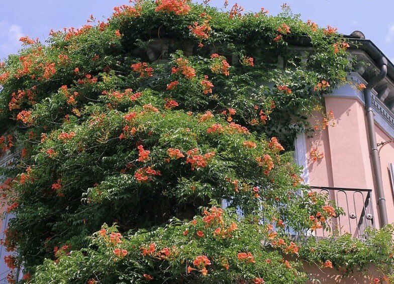 Red Trumpet Creeper, Hummingbird Vine, Campsis radicans, – 50 Seeds 2023 – USA