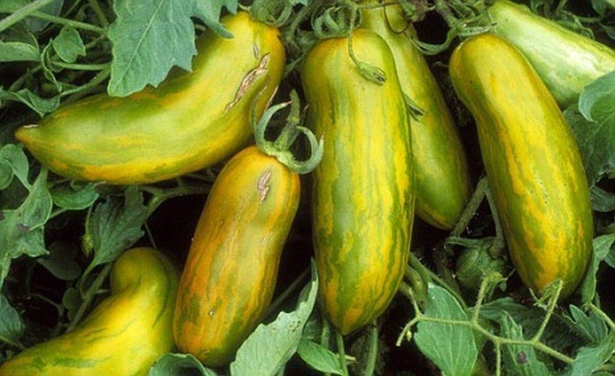 Green Sausage Tomato Seeds, Heirloom, Green Sleeves, NON-GMO, FREE SHIPPING