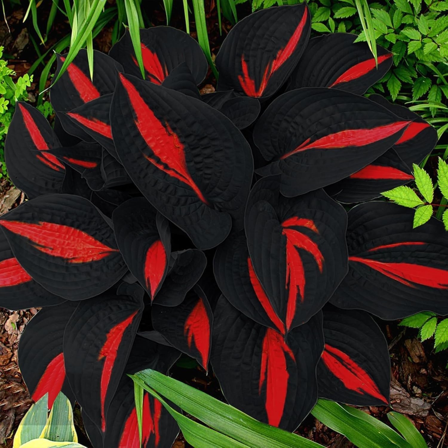 318+ Hosta Seeds – Rare Perennial Plants with Unique Foliage for Shaded Garde…