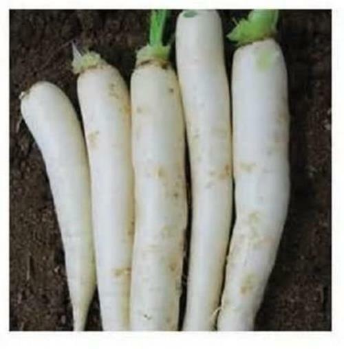 8 oz Daikon Radish