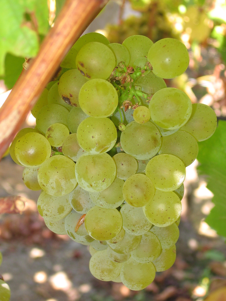 Vitis vinifera Chardonnay WINE GRAPE Seeds!