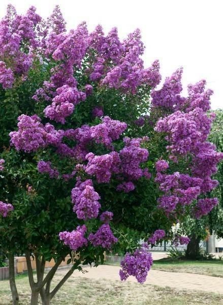 Lagerstroemia indica Catawba | Crape Myrtle | 20 Seeds