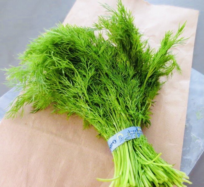 DILL CULINARY HERB SEEDS NON GMO FRESH HARVEST FREE SHIPPING