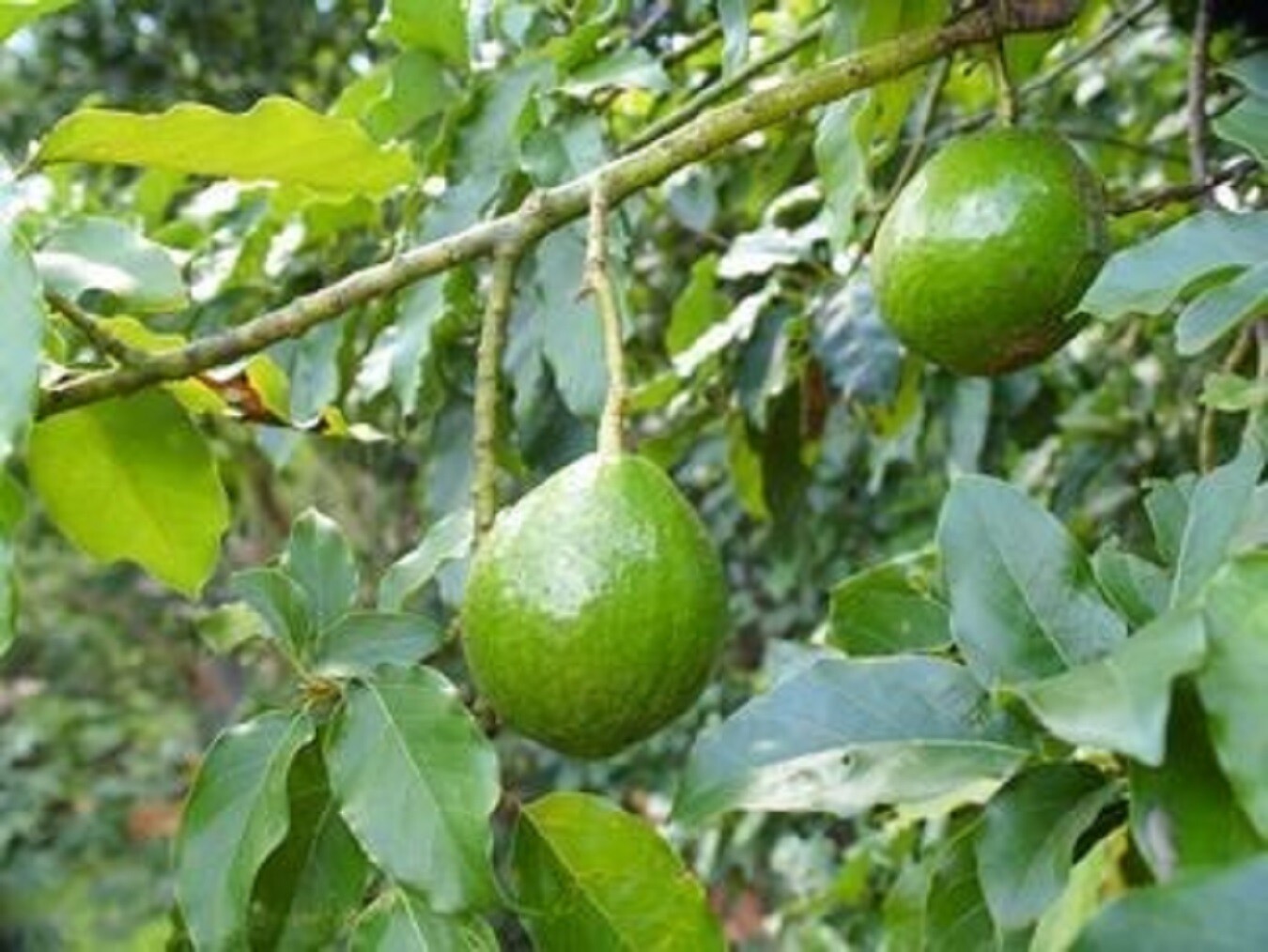 Avocado Lila Cold Hardy Variety-3 seeds