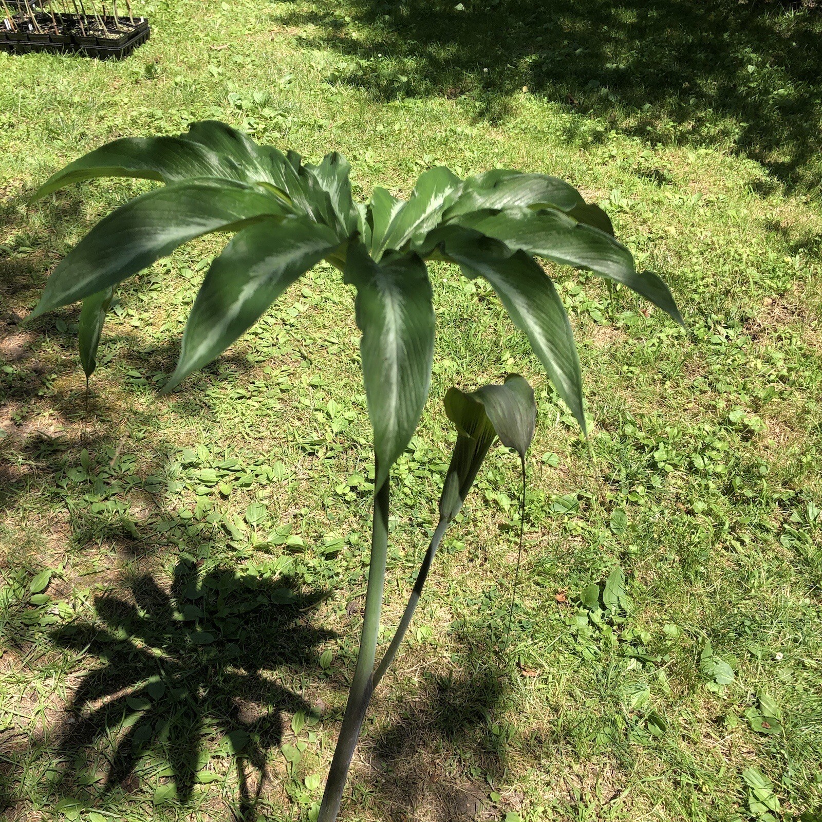 10 ARISAEMA CONSANGUINEUM ‘Silver Center’ Seeds-Himalayan Cobra Lily