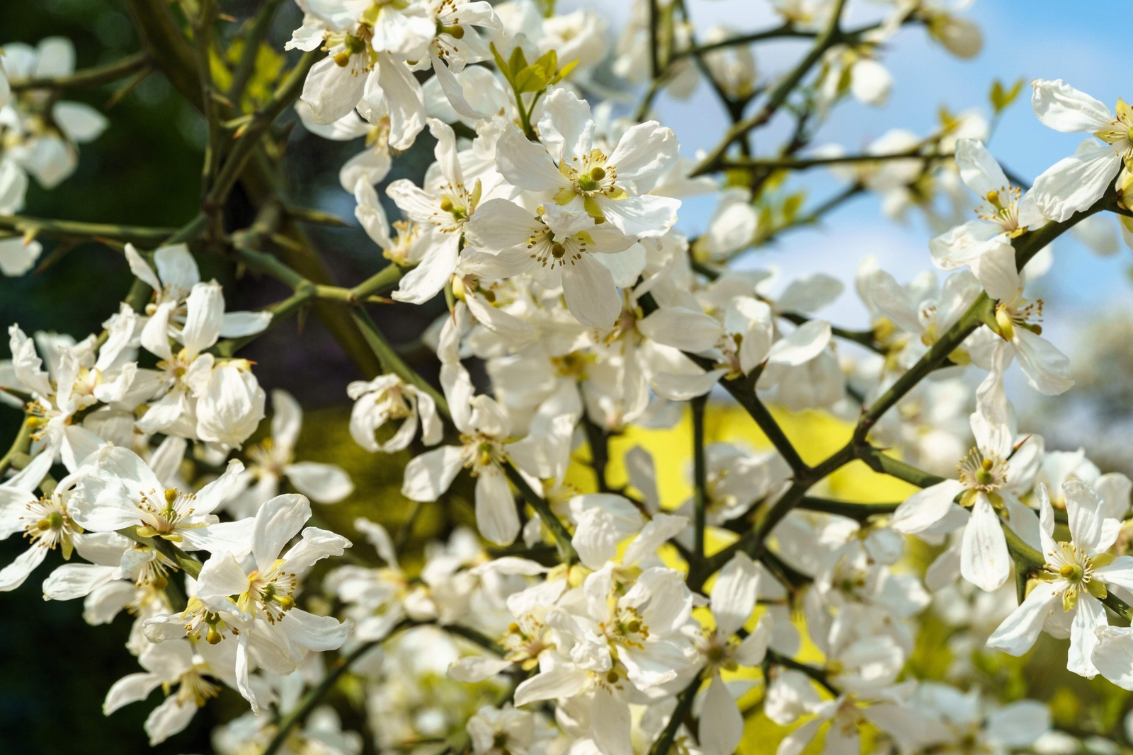 5 HARDY ORANGE TREE Trifoliate Citrus Trifoliata Poncirus Fruit Flower Seeds