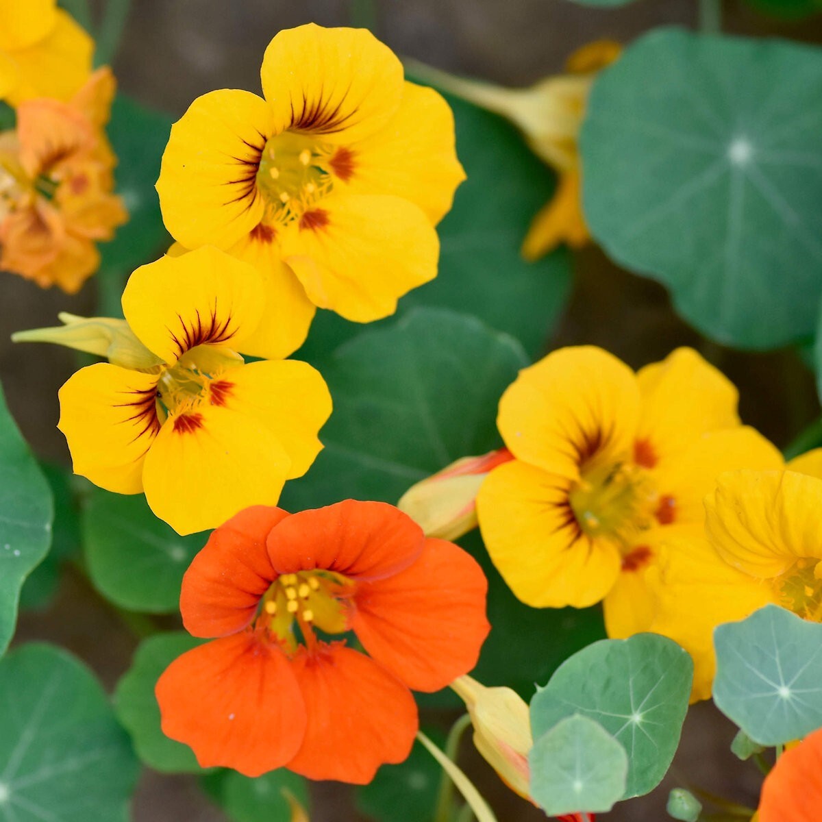 1/4 Lb Mixed Nasturtium Wildflower Seeds – Everwilde Farms Mylar Seed Packet