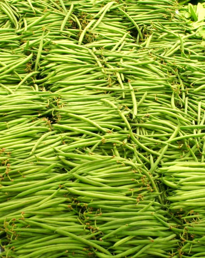 Haricots Vert French Filet Green Bean Seeds | Gourmet Masai Fine Sieve Seed 2025