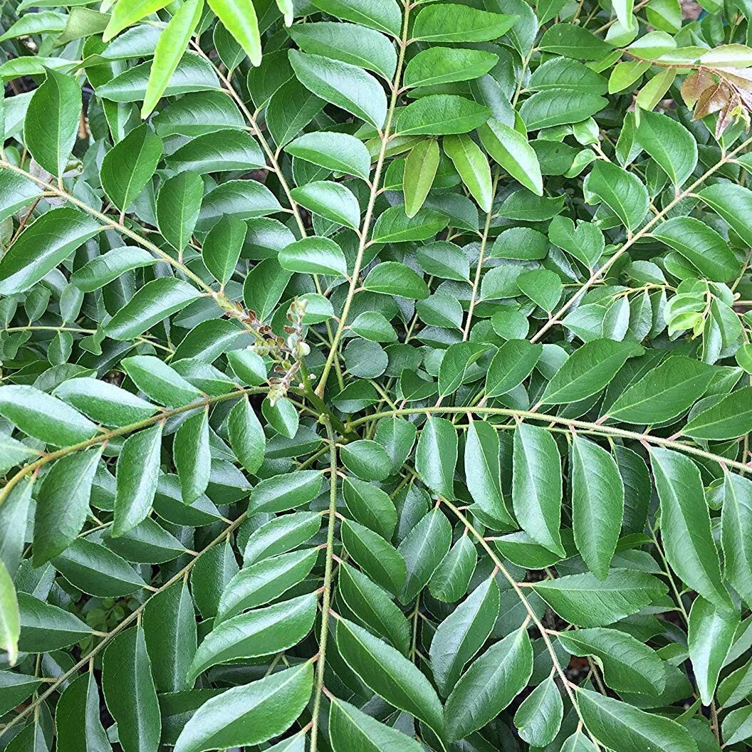 Curry Leaf (Murraya koenigii) Medium Coconut Coir Pot size plant