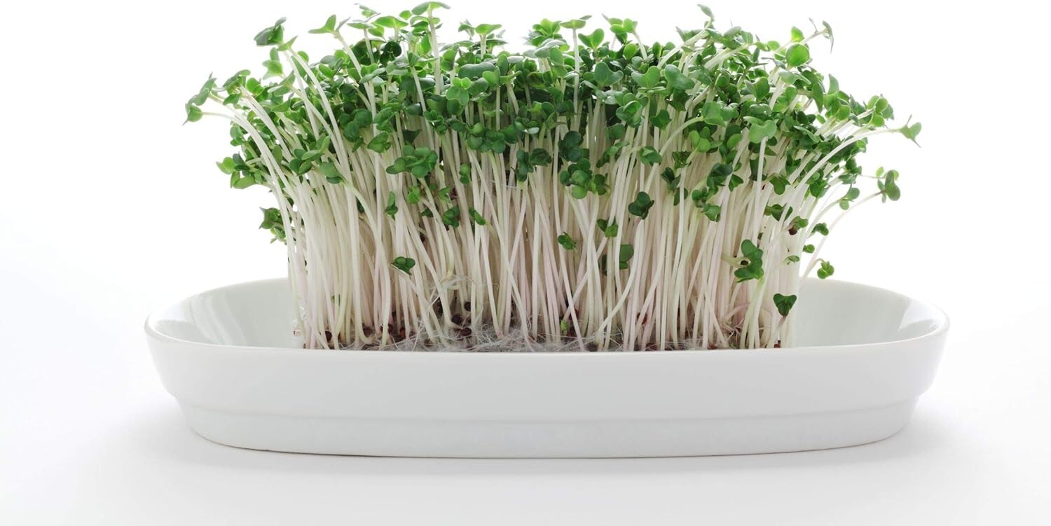 8oz Organic Broccoli Sprouting Seeds for Indoor/Outdoor Use – Nutrient-Packed