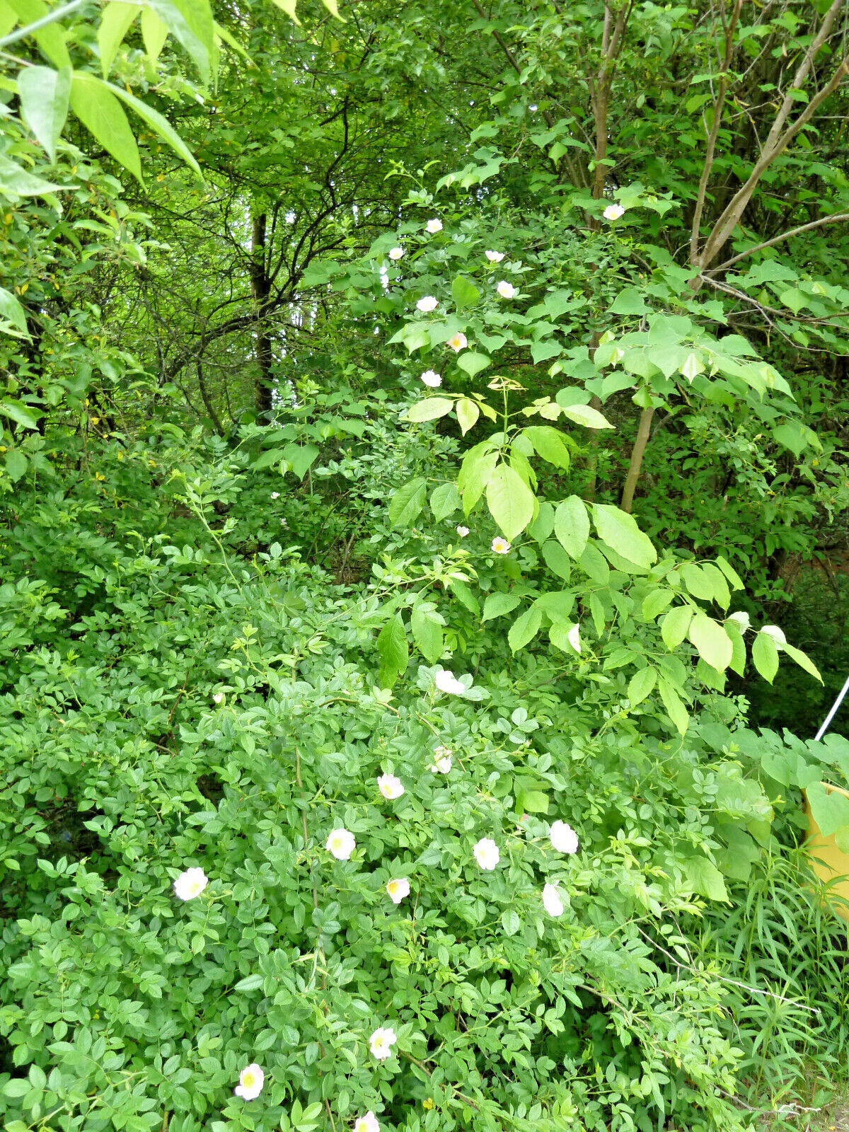 Wild Rose 10 Seeds Nootka Rose (Rosa Nutkana) Bristly Rose
