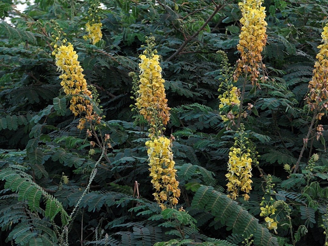 Caesalpinia Decapetala 10 Seeds, Biancaea Shrub Mysore Thorn Cat’s Claw
