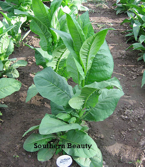 1000 Southern Beauty Tobacco Seeds ~ Heirloom ~ Quick and Vigorous Grower