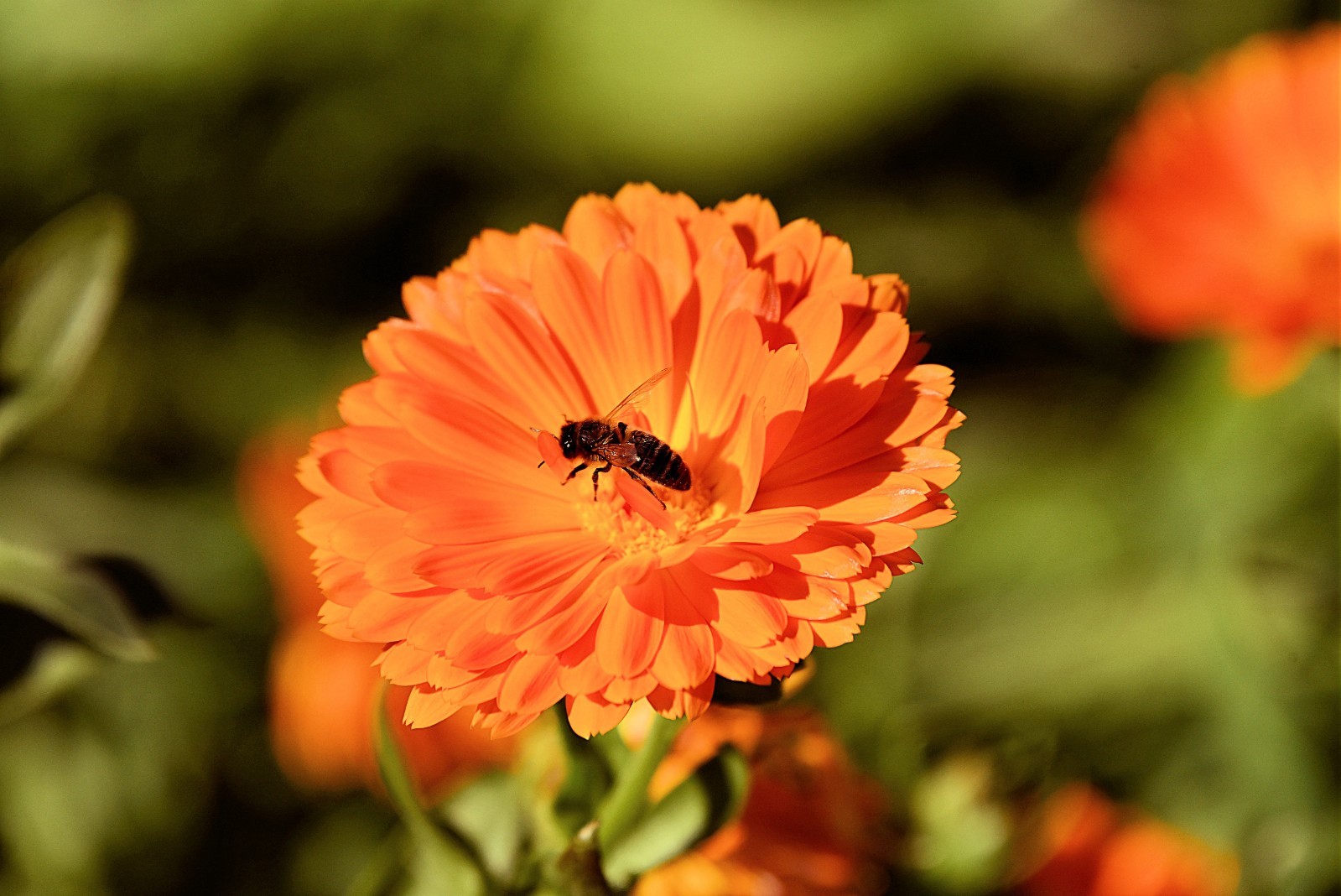 Calendula Geisha Girl Seeds Great potted Annual Perennial Plant Orange Blooms