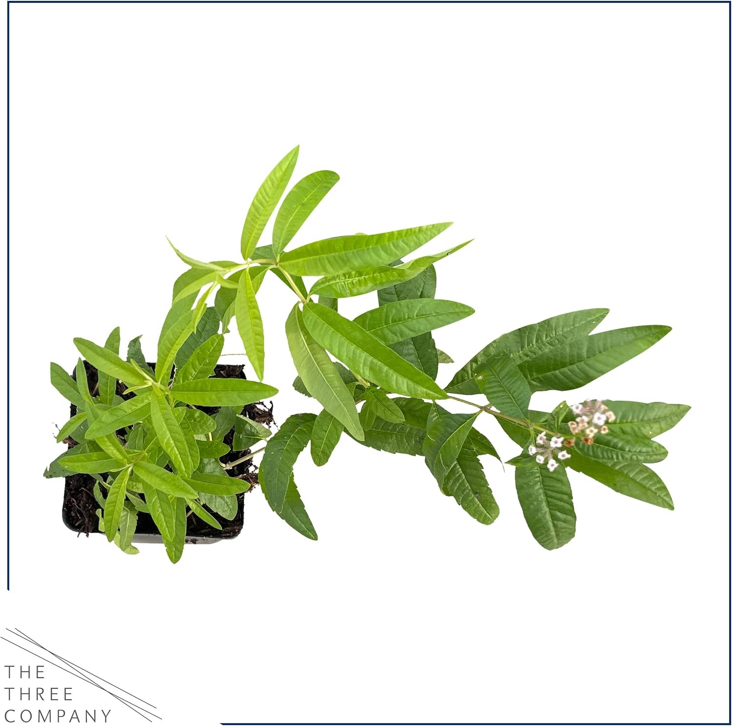 Live Herb – Lemon Verbena (4 Per Pack), Aromatic and Health Enhancer, Naturally
