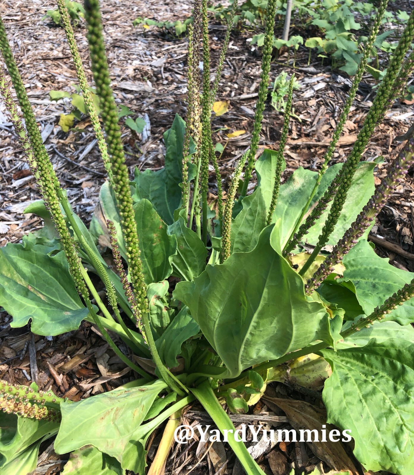 Broadleaf Plantain 200 SEEDS – Plantago Major Common Plantain- Perennial Herb