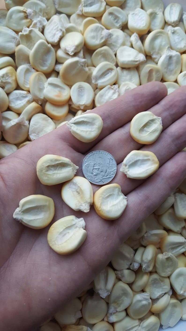 Peruvian Mountain Corn Seeds (30) / Peruvian Maiz Montana / Massive / Rare
