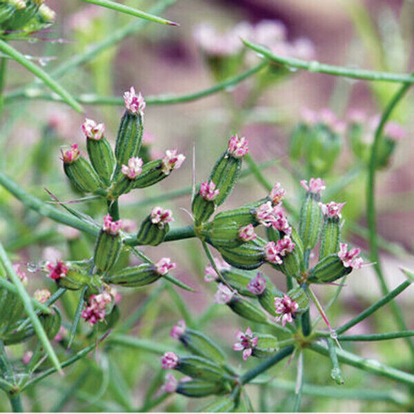 Scarborough Seeds 250 CUMIN SEEDS NON-GMO HEIRLOOM OPEN-POLLINATED HERB